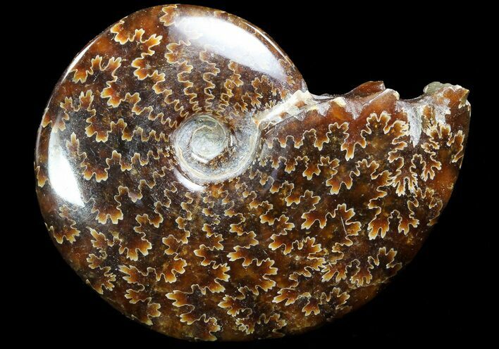 Polished, Agatized Ammonite (Cleoniceras) - Madagascar #73249